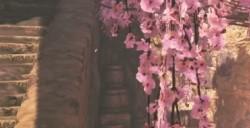 《怪物猎人：荒野》春季活动交流祭典“花舞之仪”介绍视频