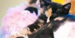 佳能发布粉丝自制 VR 猫咪全景视频