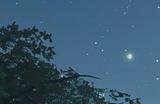 《怪物猎人：荒野》一夜花出现条件介绍