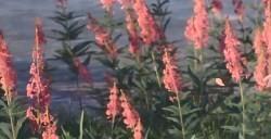 《无限暖暖》瑰红舞裙怎么获得