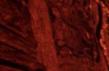 《Trench Tales》下载安装教程介绍