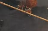 《怪物猎人：荒野》轻弩武器招式详解