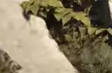 《潜行者2：切尔诺贝利之心》找到吵闹鬼方法介绍