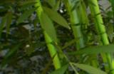 《inZOI》语言设置介绍