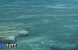 《怪物猎人：荒野》boss捕获流程介绍
