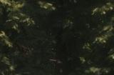 《骑马与砍杀2》新DLC战帆介绍 率领舰队铸就传奇