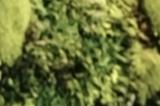 黄仁勋首次公开承认 华为芯片性能已达H200级别