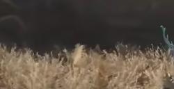 《明末：渊虚之羽》吃人头陀长刀打法思路分享