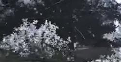 《颂钟长鸣》游戏前期怎么获得大蒜