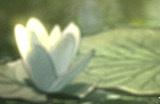 《光与夜之恋》羁梦香遇・渡梦系列限时活动已开启！