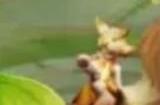 王者荣耀钟无艳菜狗皮肤多少钱 钟无艳菜狗皮肤价格爆料