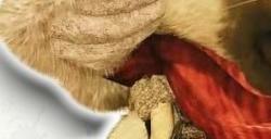 卡普空暗示《怪物猎人：荒野》与《街头霸王》联动活动