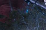 ff14帝王仙人刺坐骑怎么获得 ff14帝王仙人刺获得方法