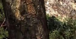 《鬼武者2：复刻版》全新视频 超爽连锁必杀