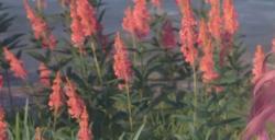 《无限暖暖》获得更多净化能力方法介绍