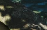 《怪物猎人：荒野》钓大鰺鲈攻略介绍