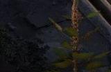 《潜行者2》截图更新：HUD略改 画面更美丽
