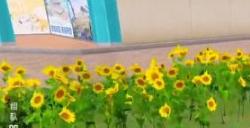 和平精英花圃在哪里