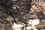 《刺客信条：影》全神社参拜地点一览