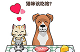 最强大脑3第47关攻略  猫咪该吃啥