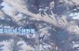 《幻兽帕鲁》蜂蜜怎么量产 蜂蜜量产方法详情