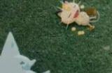 《pokemon sleep》卡在载入资料进不去 宝可梦sleep一直载入资料解决方法