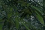 《浪人崛起》Steam版更新上线 降低显存占用量