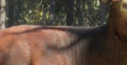 《猎人：荒野的呼唤》乌尔霍加动物有什么特点