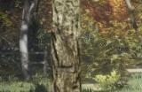 《猎人：荒野的呼唤》银岭峰的骡鹿怎么抓