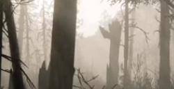 《荒野大镖客2》动物北美黑啄木鸟在哪里找