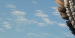 《猎人：荒野的呼唤》翡翠海岸动物有什么特点